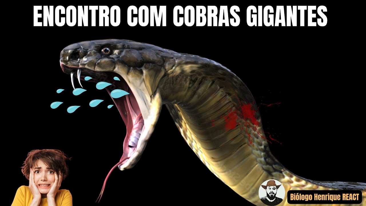 Encontro com Cobras Gigantes | Biólogo Henrique Reage ao canal @Pizza Inteligente