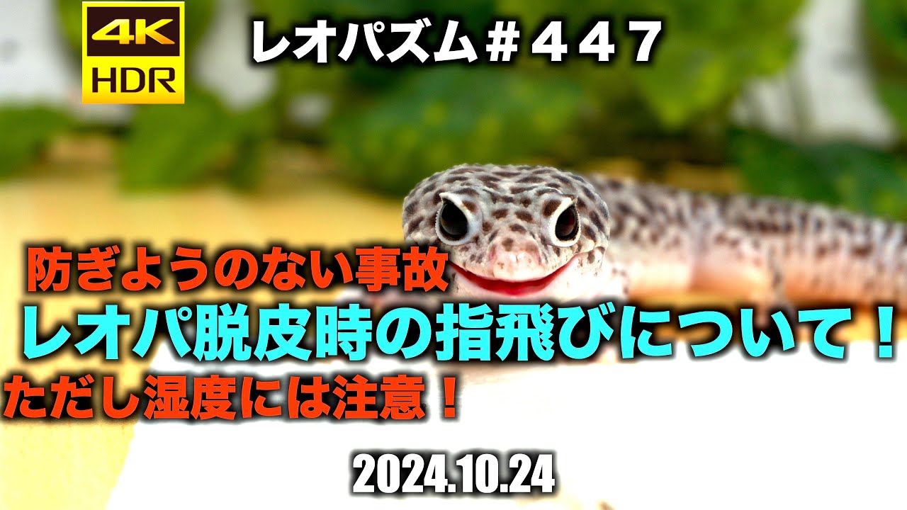 レオパ脱皮時の指飛びについて！2024.10.24【レオパ専用チャンネル