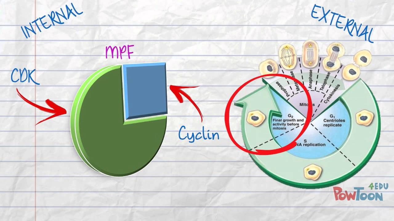 Cell cycle control