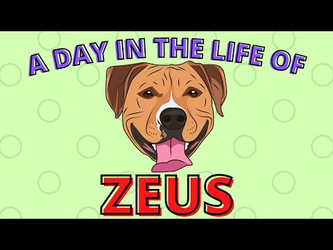 A day in the life of Zeus the Dog | I'm a good boi