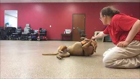 Teaching Dogs how to Rollover