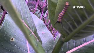 Milkweed for Monarch Butterflies - Quick Tip