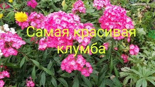 Самая красивая клумба!