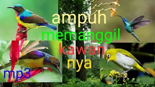 Kompilasi suara burung kecil paling ampuh.