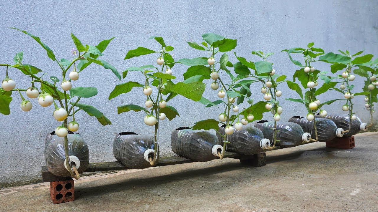 Unique method of growing eggplant in used plastic bottles, Fruits is