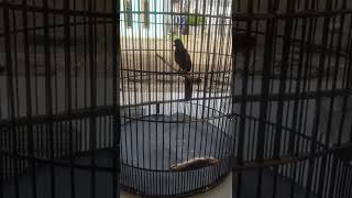 Download Lagu TEMBAKAN JOSS, MURAI BATU NIAS MP3