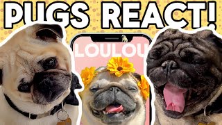 Cute Pugs React to Loulou the Pug! (FUNNY Reactions!)