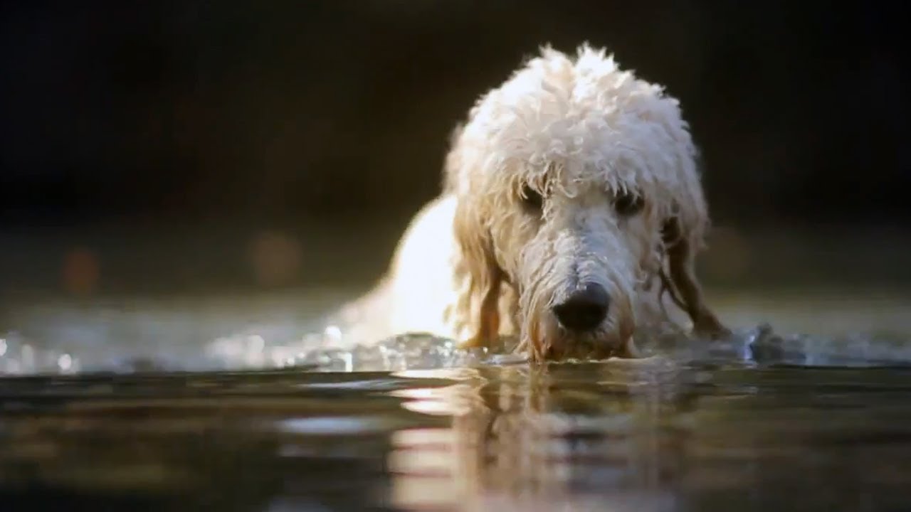 puppy paradise Goldendoodle Goes Fishing | The Daily Puppy