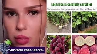 Easy to cultivate, Nutritious, larger than ping pong balls, plump flesh, 99% Survival Rate