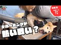 噛み犬トリミング初来店!断られた店舗多数の柴犬をグルーミング!!