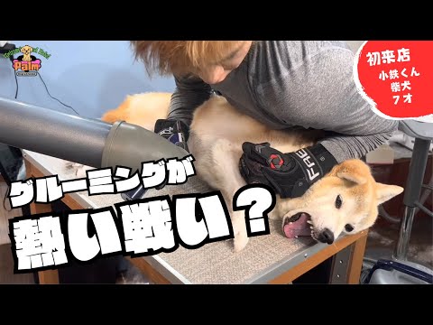 噛み犬トリミング初来店!断られた店舗多数の柴犬をグルーミング!!