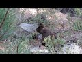 Bear cub climbing fence for apples