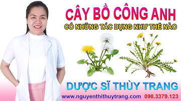 Hoa bồ công anh có tác dụng gì cho sức khỏe