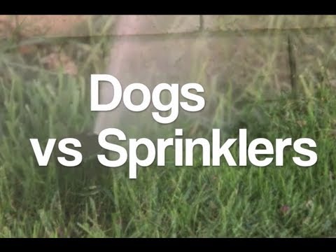 Dogs vs Sprinklers [Compilation]