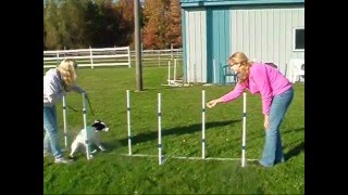 Glory's 1st Agility Lesson