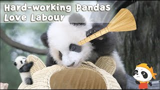 Hard-working Pandas Love Labour | iPanda