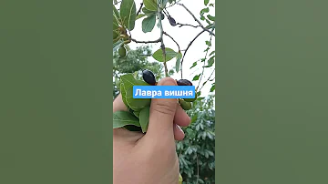 Лавровое дерево, лавровый лист, а это лавро вишня #shorts