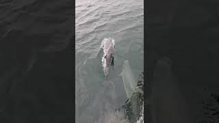 Wild Dolphins Glide Beside Moving Boat