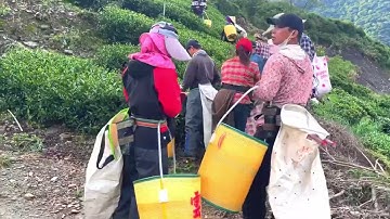 Phải đi bộ xuống vì con đường trên đỉnh núi rất nguy hiểm .. rau cải được trong trên những đỉnh đồi