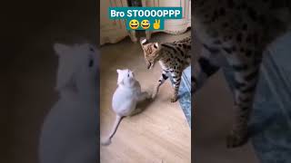 VIDEOS I FOUND ON 9GAG 110 | #shorts #shortvideo #9gag #funnyvideo #cats #dogs #trynottolaugh #funny