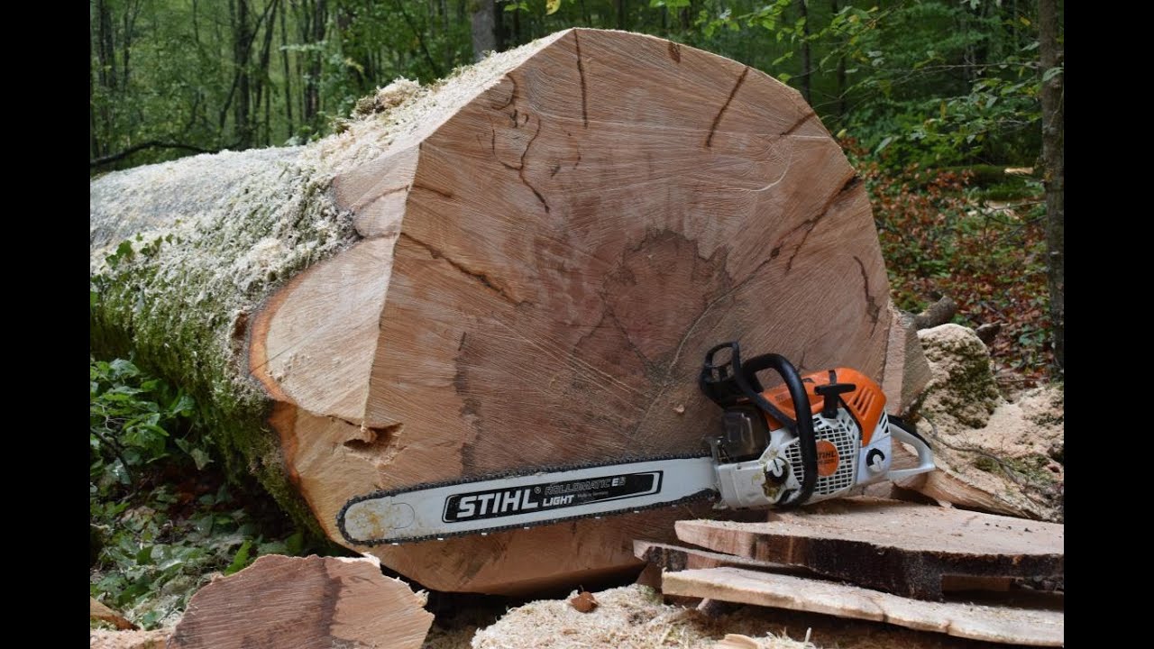 Abattage du plus gros hêtre pourri de la coupe [STIHL ms 500i]
