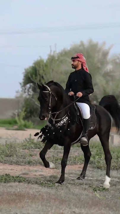 Amazing black arabian stallion #arabian #horse