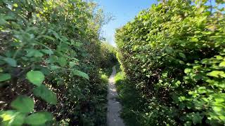 [4 of 4] Morning Walk from Winchelsea to Fairlight | East Sussex
