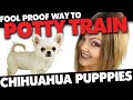 Potty Training your Chihuahua 100% Fool Proof Method | Sweetie Pie Pets by Kelly Swift