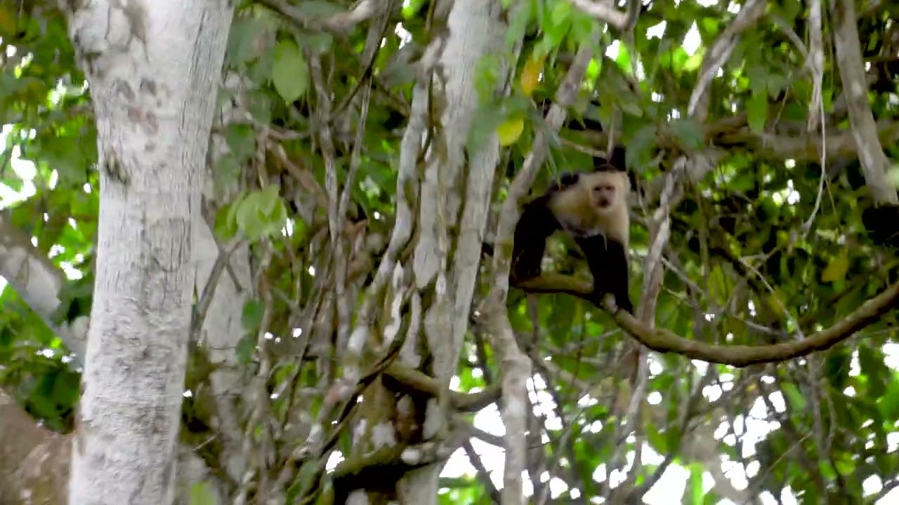 Costa Rica - Côte pacifique