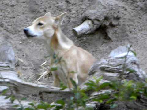 Video New Guinea Singing Dog