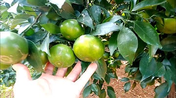 Cách Khắc Phục hiện tượng quả bị CHAI CỨNG, KHÔ MÚI, ĂN  NHẠT ở cam đường canh