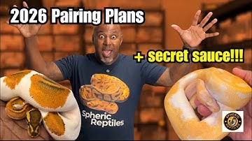 My 2026 Ball Python Pairing Plans (Plus My Secret Sauce for Consistent Locks!)