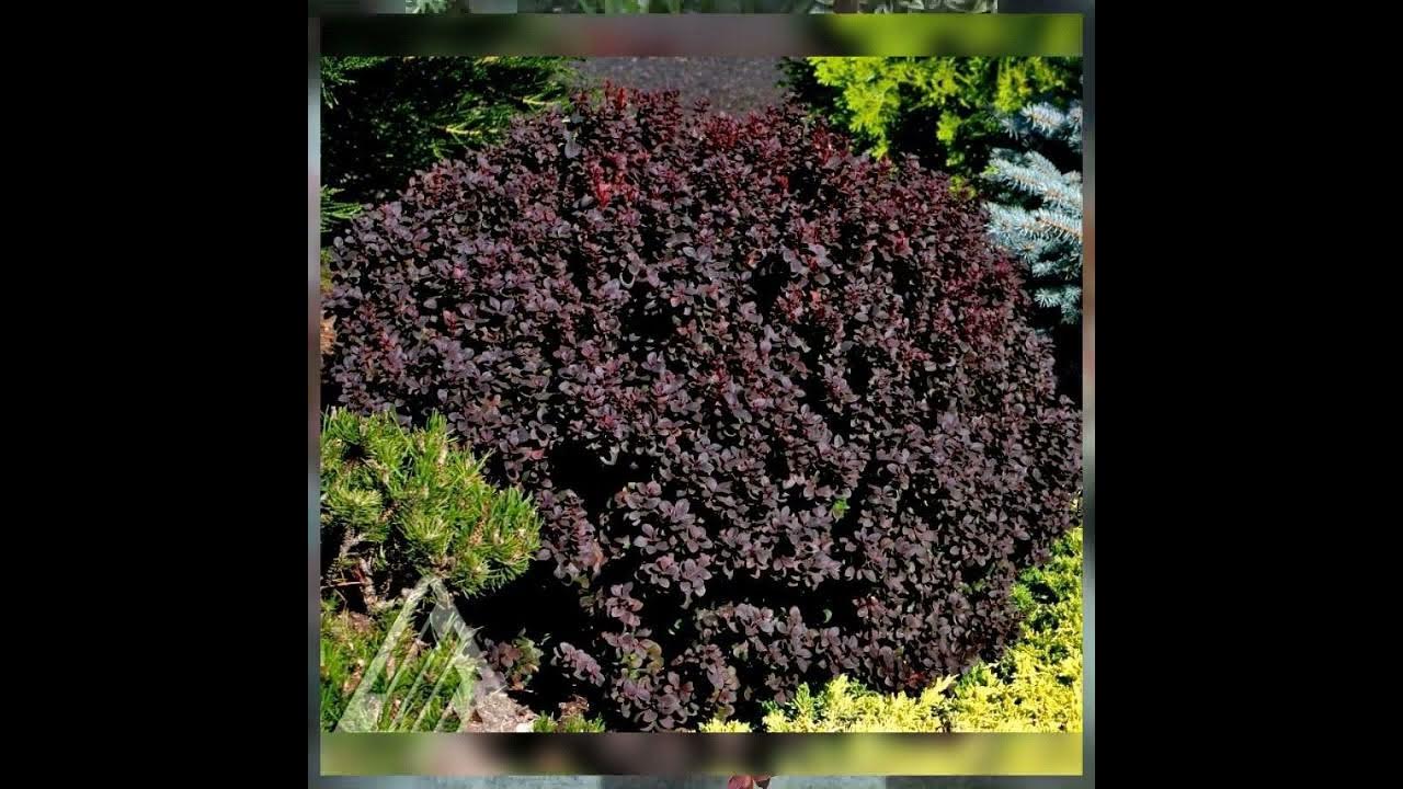 Барбарис Тунберга (Berberis thunbergii Atropurpurea)