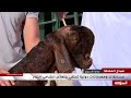 تربية الماعز الشامي مشروع ذو جدوى اقتصادية تربية الماعز الشامي مشروع ذو جدوى اقتصادية