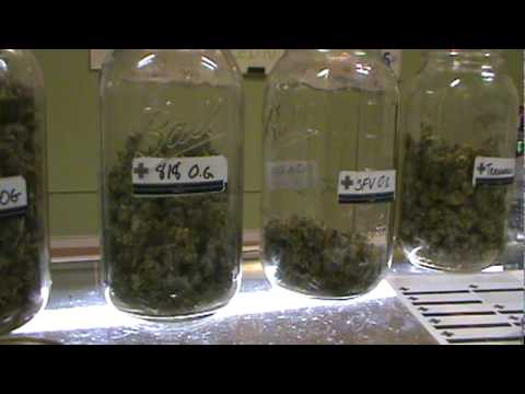 MEDICAL MARIJUANA PATIENT PICKS OUT BUDS : SUPER STONY SATURDAYS :The WEED Report Un-Cut