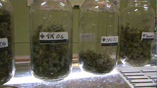 MEDICAL MARIJUANA PATIENT PICKS  OUT BUDS : SUPER STONY SATURDAYS :The WEED Report Un-Cut