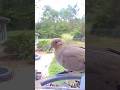 Mourning Dove. 👁️🕊️ #backyardbirds #mourningdove #birds #dove