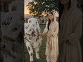 🐄 Allah Name Wali Beautiful White Cow in Bakra Mandi 😍 | Amazing Eid ul Adha Special