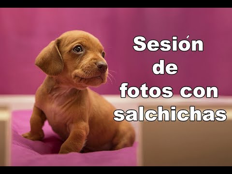 Video: Fotógrafo hace una adorable sesión de fotos para recién nacidos de cachorros de crianza, World Melts