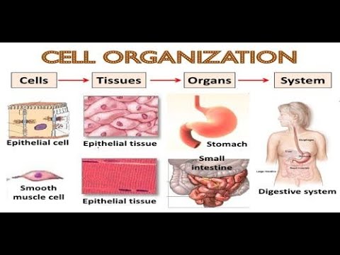 Tissues and organs