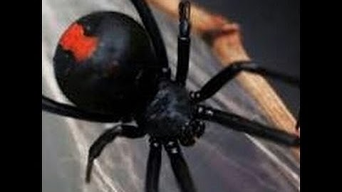 Dead Trigger Arena Mode