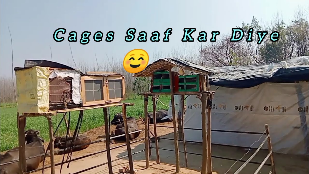 Aaj Cages Ko Bhi Saaf Kar Diya ☺️