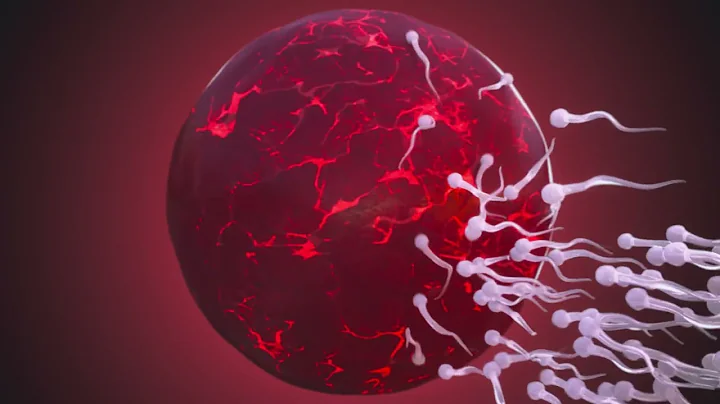 4K Animation | Infographic | Sperm | Medical | Free Stock Video Footage