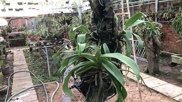 Cách trồng lan nghinh xuân - ngọc điểm - đai châu lên gỗ lũa