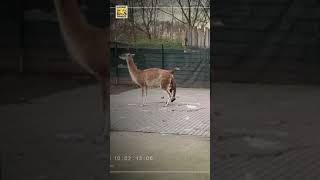 Ein Guanako Jungtier Ist Geboren Elefant, Tiger & Co. Mdr