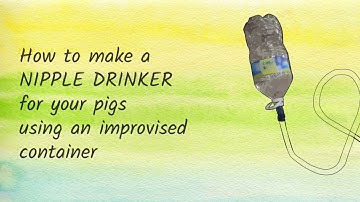 How to make an Improvised Nipple Drinker for your pigs