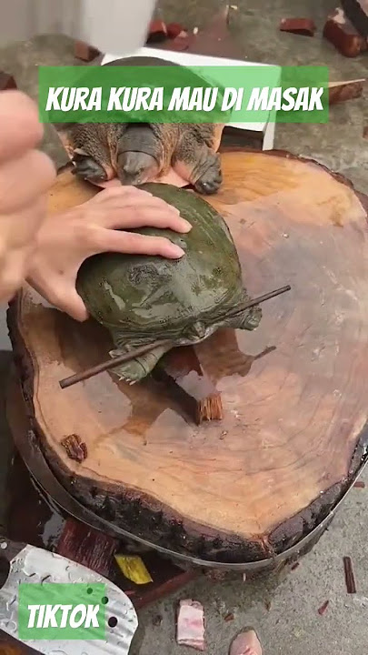 ini Kura Kura  atau Bulus mau di masak