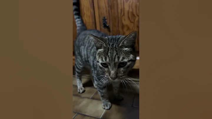 Video 6230321: european shorthair