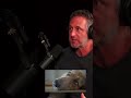Why do dogs cry or whine #dogbehavior #funnydogs #headtilt #whydogsdothis
