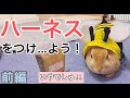 【#9】うさぎにかわいいハーネスをつけようとした結果ww【ネザーランドドワーフ】前編